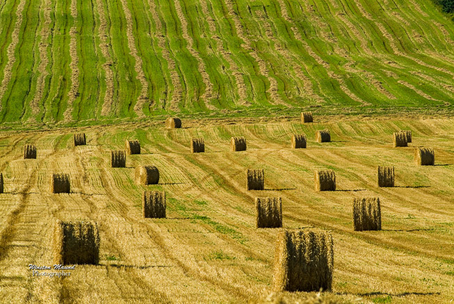 HayField-3405