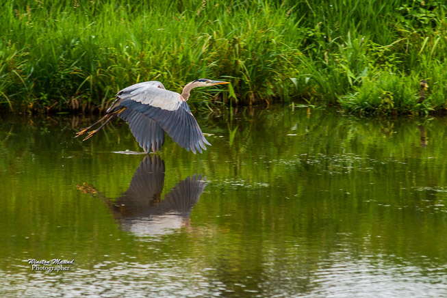 Blue-Heron-2013-5141-Edit