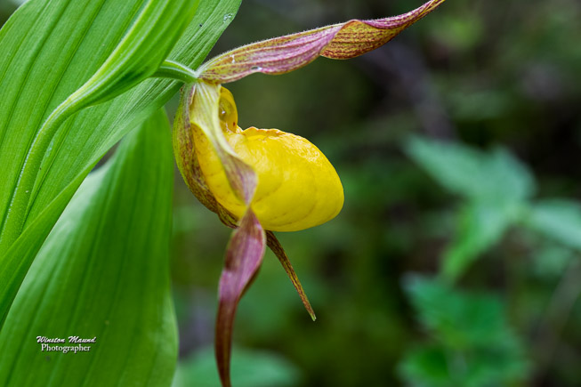 Yellow-Lady-Slipper-6062