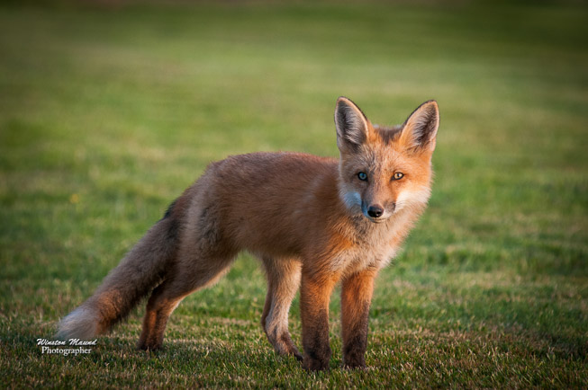 Young-Fox-0293
