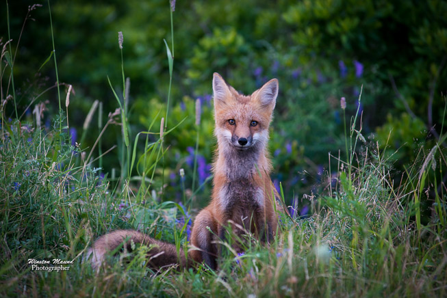 Young Fox-2013-5601