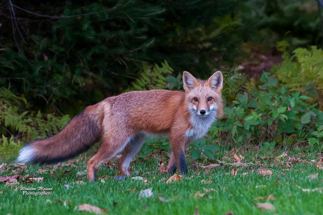 _Fox on the run1440